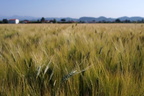 AGRICULTURE
